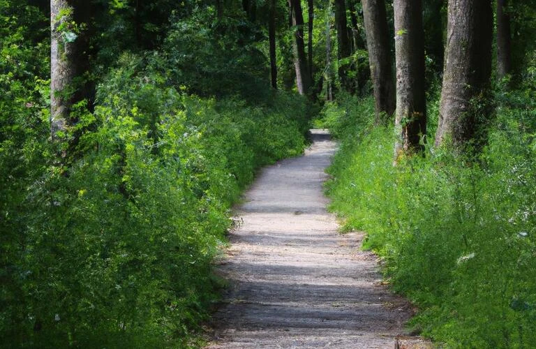 心の傷を癒す道、あなたの一歩を踏み出す場所。